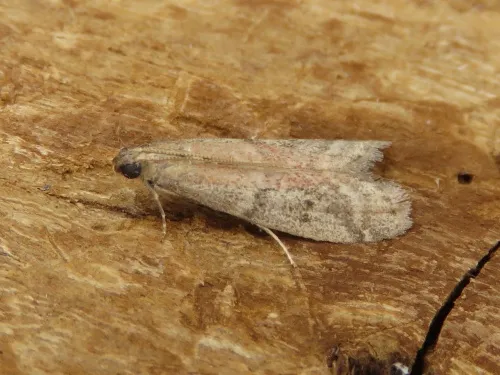 Ephestia woodiella - photo 7