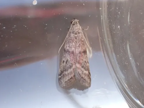 Ephestia woodiella - photo 8