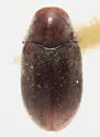 Falsogastrallus librinocens