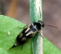Falsomordellistena bihamata