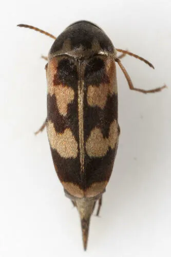 Falsomordellistena pubescens