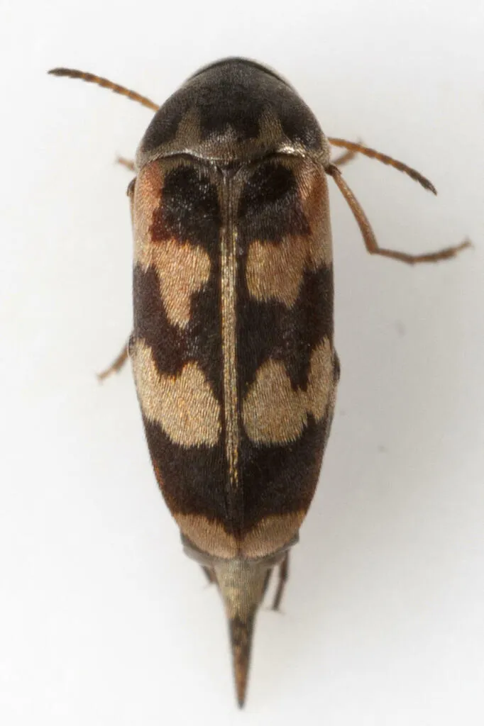 Falsomordellistena pubescens - photo 2