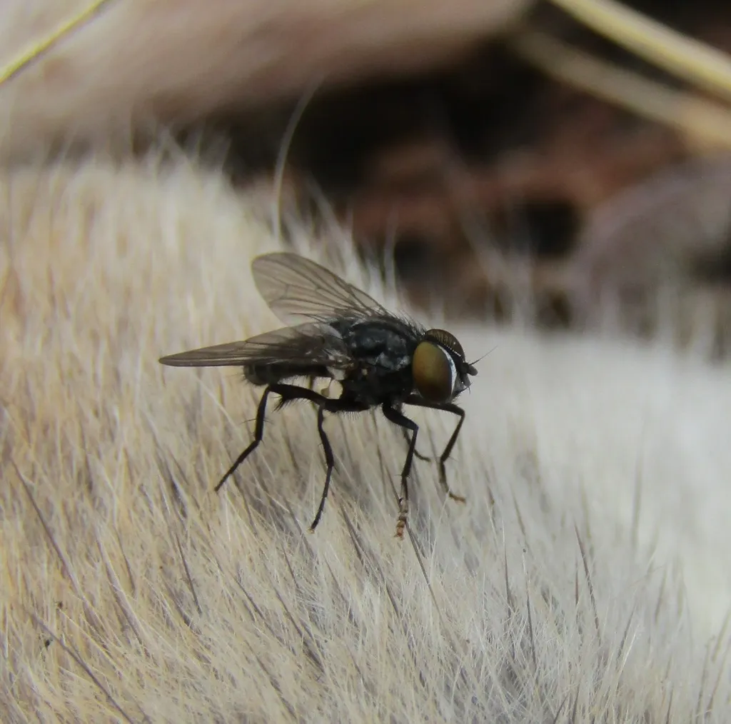 White-footed Lesser House Fly