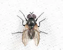 Fannia brevipalpis