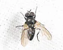 Fannia brevipalpis - photo 2
