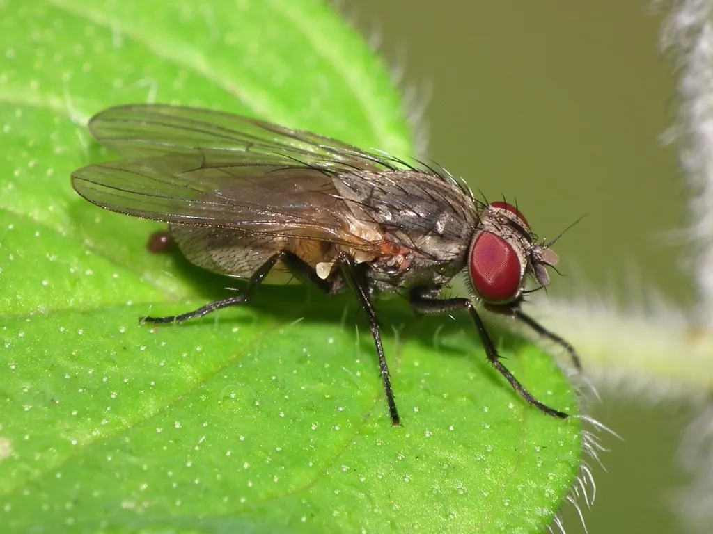 Little House Fly - photo 2