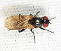 Fannia corvina
