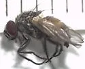 Fannia difficilis - Fannia difficilis