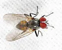 Fannia difficilis - photo 4