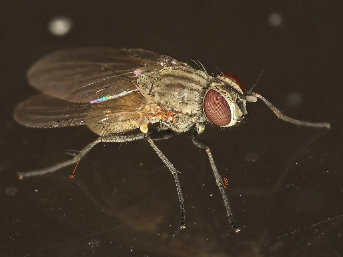 Fannia genualis - photo 2