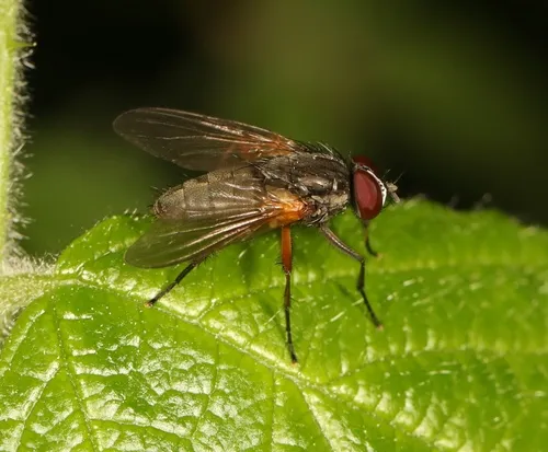 Fannia lustrator