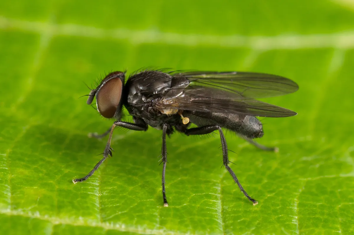 Fannia manicata - photo 2