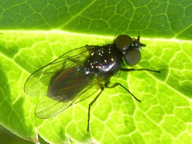 Fannia mollissima - photo 3