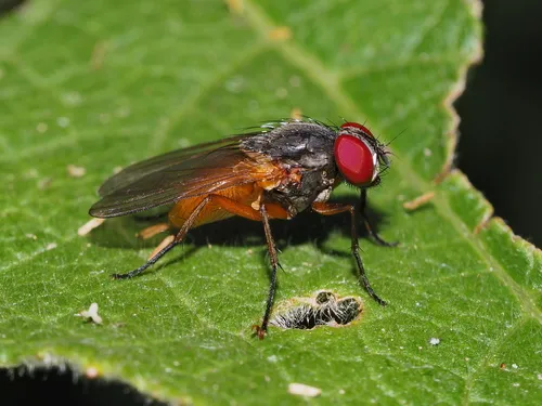 Fannia ornata