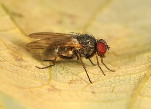 Fannia pallitibia