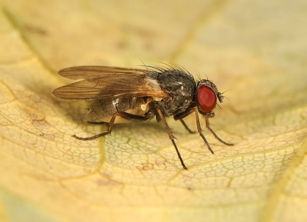 Fannia pallitibia - photo 2