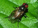 Fannia pellucida
