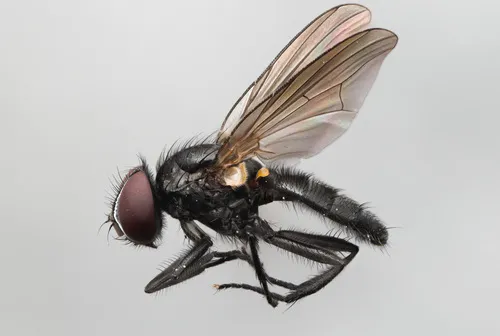 Fannia postica