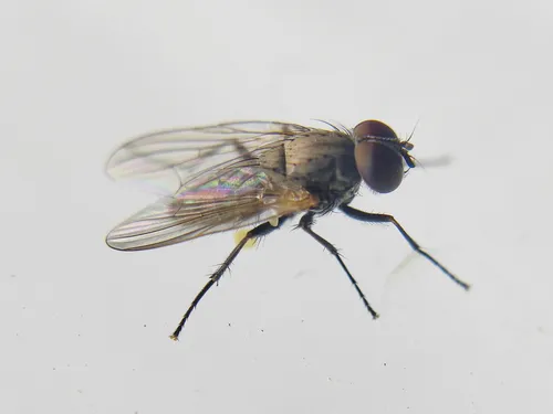 Fannia prisca