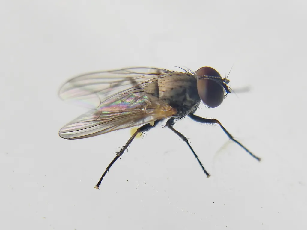 Fannia prisca - photo 2