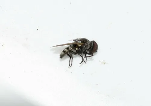 Chicken Dung Fly