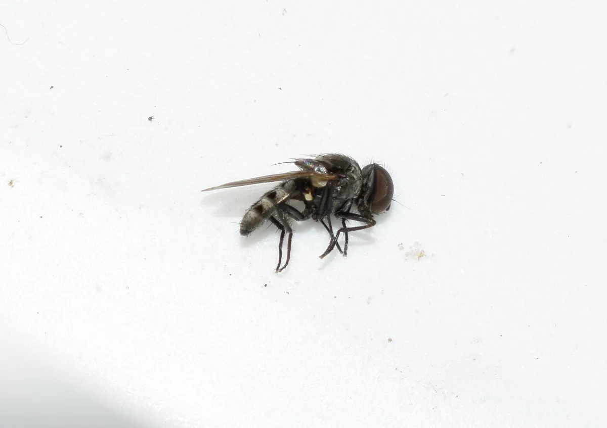 Chicken Dung Fly - photo 3