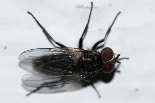 Fannia scalaris - photo 2