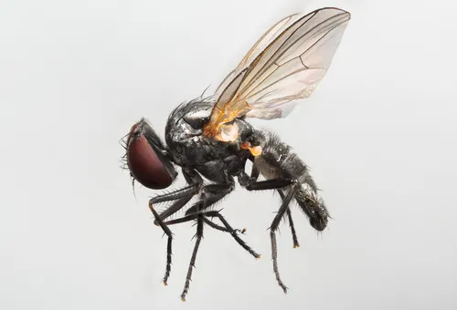 Fannia serena