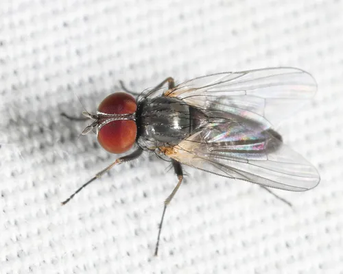 Fannia sociella