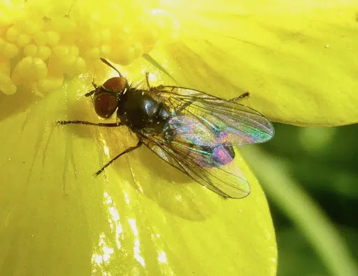 Fannia subpellucens - photo 3