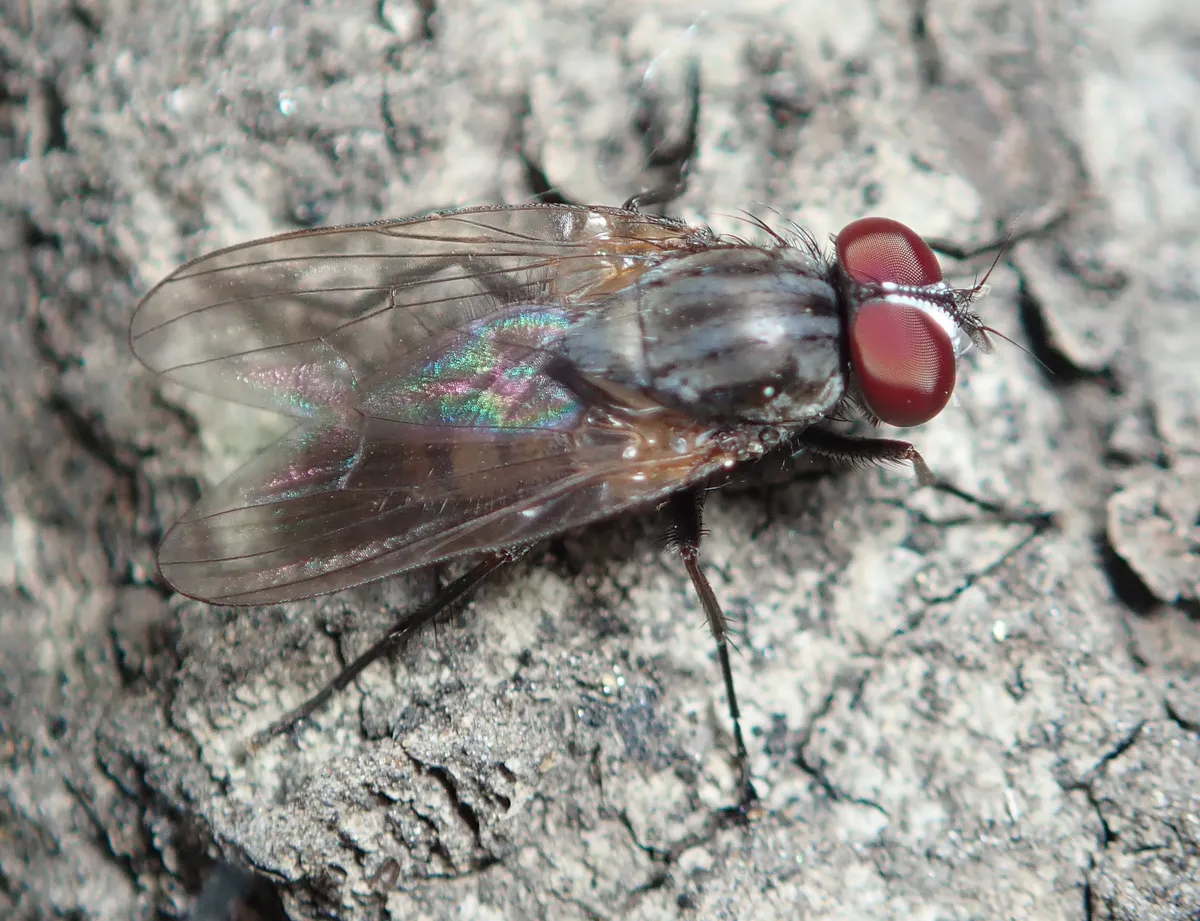 Lesser House Flies and Allies - photo 2