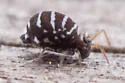 Fasciosminthurus quinquefasciatus