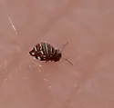 Fasciosminthurus quinquefasciatus - photo 2