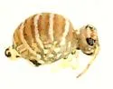 Fasciosminthurus quinquefasciatus - photo 3