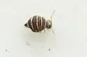 Fasciosminthurus quinquefasciatus - photo 4