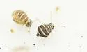 Fasciosminthurus quinquefasciatus - photo 5