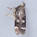 Fascista bimaculella - Hodges#2203