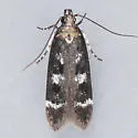 Fascista bimaculella - Hodges#2203 - photo 2