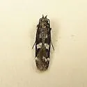 Fascista bimaculella - Hodges#2203 - photo 3