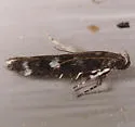 Fascista bimaculella - Hodges#2203 - photo 4