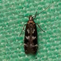 Fascista bimaculella - Hodges#2203 - photo 5