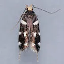 Fascista quinella - Hodges#2205