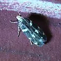 Fascista quinella - Hodges#2205 - photo 2