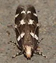 Fascista quinella - Hodges#2205 - photo 3