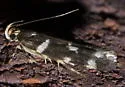 Fascista quinella - Hodges#2205 - photo 4