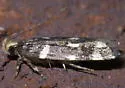Fascista quinella - Hodges#2205 - photo 5