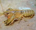 Reticulate Crayfish