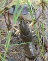 Calico Crayfish
