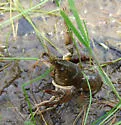 Calico Crayfish - photo 2
