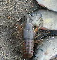 Spiny-Cheek Crayfish